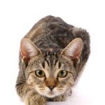 For Parents: Classes for 4-5 year-olds